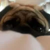 dugthepug00