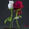 zawar.shahbaz.110