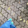 gmnt_