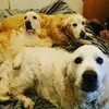 lifeisgoldenwithgoldens