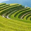vinhquang33333