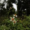 khawdzy_203