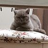 trang_pham280
