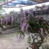 vithang98e1