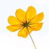 flowersgthv