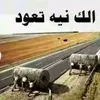 kamel_q1