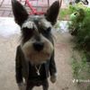 wat_dadog_doin