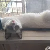 wellingtoncoelho7