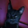 eljuanito_