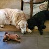 kimberly_68_mackinnon