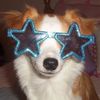 dogphase