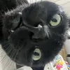 polosatcat
