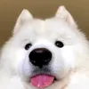 aym_ange08