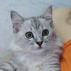 jojomeoww25