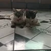 carolinaamor340