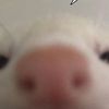 냉모발세가닥