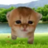 _miaows