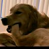 wallace_wolf
