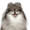 remustheminiwolf