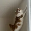 cat.planet1