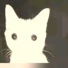 disaster_toast