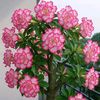 joeni0625
