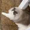 lady_ragdoll