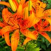 flame_lily144000