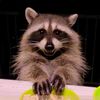 Raccoon Drive Thru