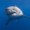 shark2322