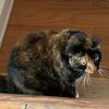 lunameow13