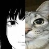 scarycatt