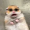 theoqdey