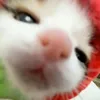 iji.nnee