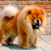 chowchow094
