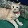 catsitterbyjingga