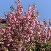pinkcherrybloss0m