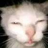 andretans1