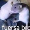 elgruuu