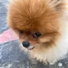 hly_airball