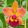 florzinha2303_