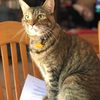 kaitthecat_