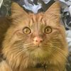 gingercatharry