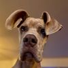 maximillan_thegreatdane