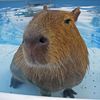 capybara_1067