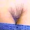 seich3