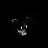 gatonegro_jx