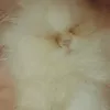 justqvems
