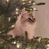 chrismasinjuly