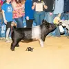 b7showstock